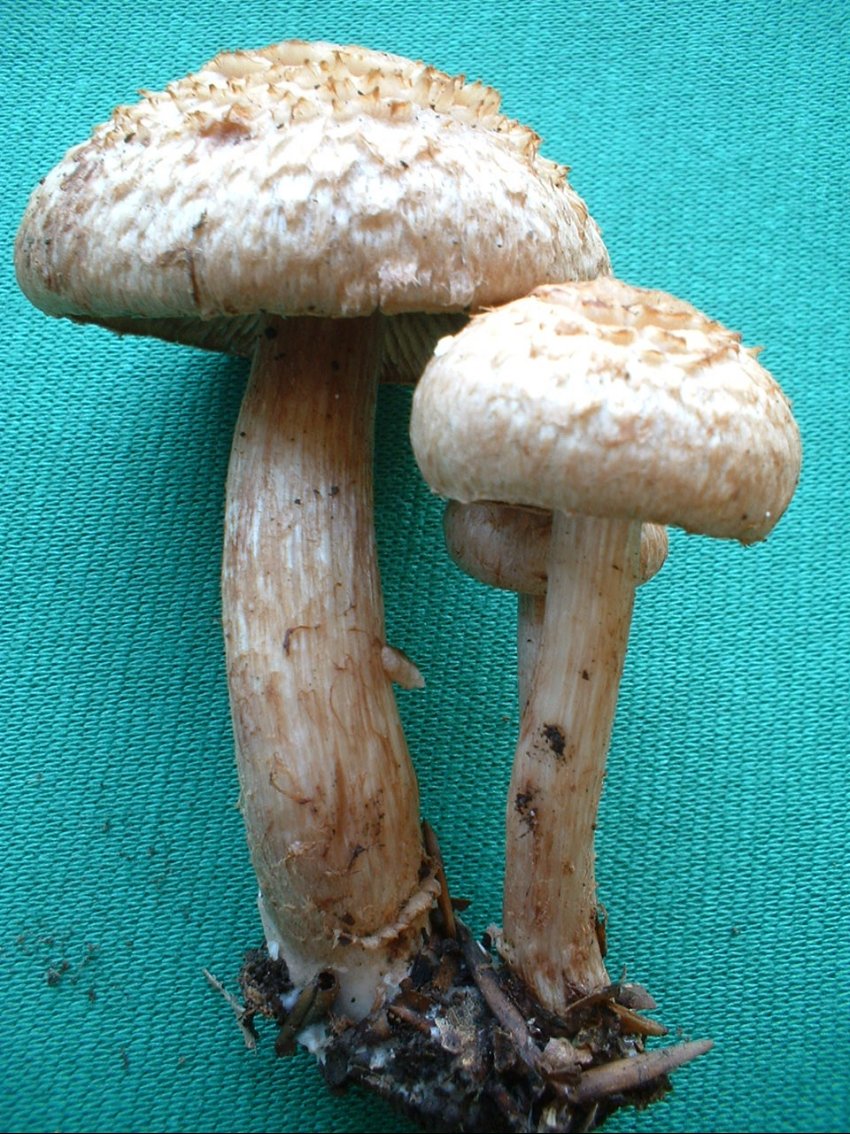 Inocybe bongardii